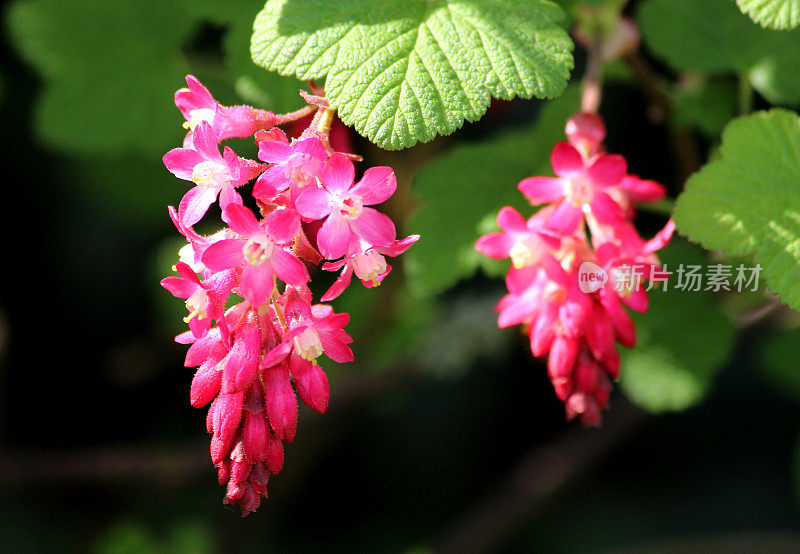 开花红醋栗(ribes rubrum)近照